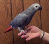 Congo Grey