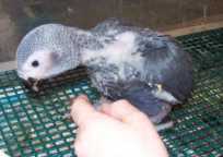 Congo Grey