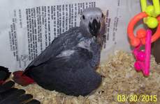 Baby Grey