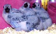 Congo Greys