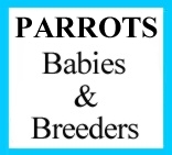 Parrots Button